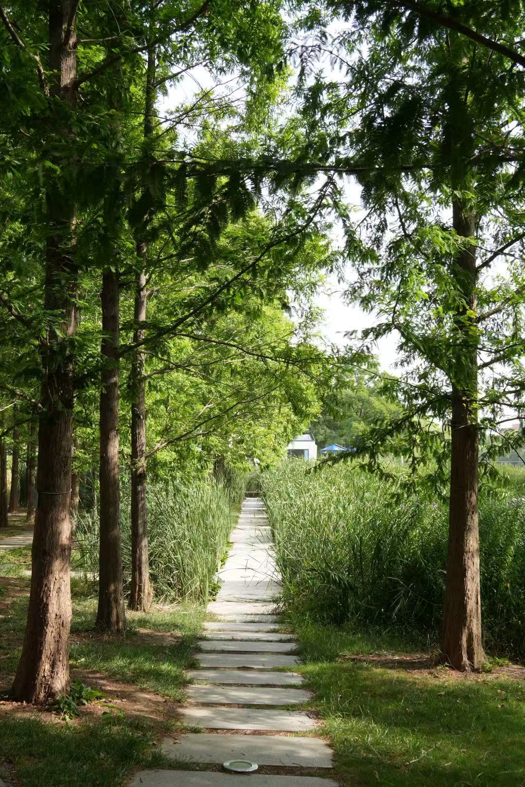 Scenery near the MeiLake, ZhengZhou University